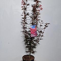 Acer pal. 'Skeeter's Broom'