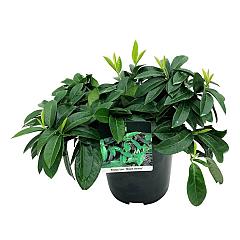 Prunus l. 'Mount Vernon'