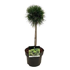 Pinus mugo 'Varella'