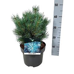 Pinus sylvestris 'Watereri'