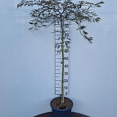 Acer pal. 'Tamukeyama'