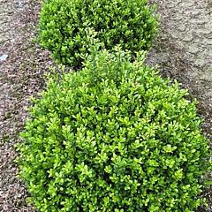 Ilex crenata 'Caroline Upright'
