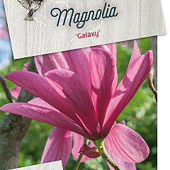 Magnolia 'Galaxy'