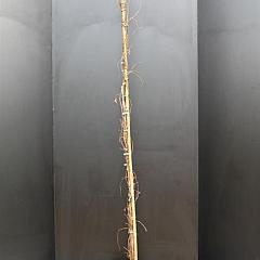 Parthenocissus tr. 'Veitchii'