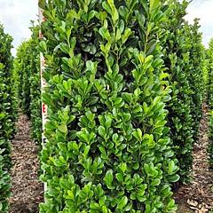 Prunus l. 'Bonaparte'