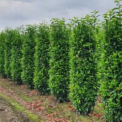 Prunus l. 'Genolia'(R)