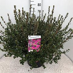 Rhododendron (AJ) 'Amoena'