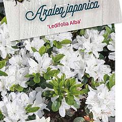 Rhododendron (AJ) 'Ledifolia Alba'