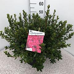 Rhododendron (AJ) 'Thierry'