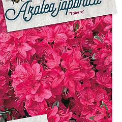 Rhododendron (AJ) 'Thierry'