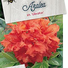 Rhododendron (AK) 'Gibraltar'
