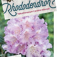 Rhododendron (Y) 'Carol. Allbrook'