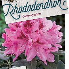 Rhododendron 'Cosmopolitan'