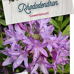 Rhododendron 'Gowenianum'