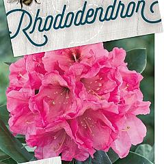 Rhododendron 'Junifeuer'