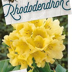 Rhododendron 'Nancy Evans'