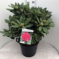 Rhododendron 'P. American Beauty'