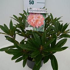 Rhododendron 'Tortoiseshell Orange'