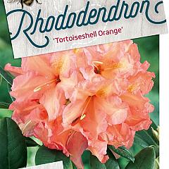 Rhododendron 'Tortoiseshell Orange'