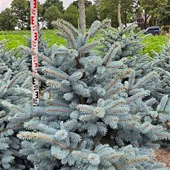 Picea pungens 'Super Blue'