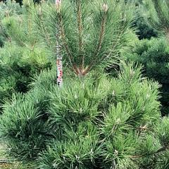 Pinus nigra nigra