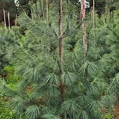 Pinus sylvestris