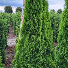 Thuja occ. 'Smaragd'