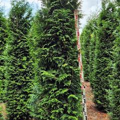 Thuja pl. 'Excelsa'