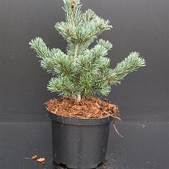 Pinus parviflora 'Negishi'