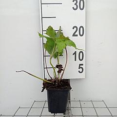 Anemone hyb. 'Honorine Jobert'