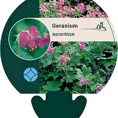 Geranium macrorrhizum