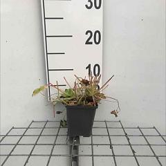 Geranium macrorrhizum