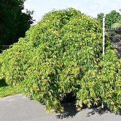 Acer pal. 'Green Lace'