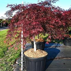 Acer pal. 'Inaba-shidare'
