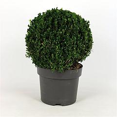 Buxus sempervirens
