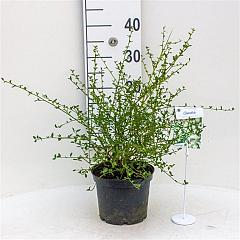 Ceanothus 'Millerton Point'