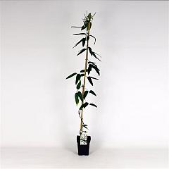 Clematis arm. 'Snowdrift'