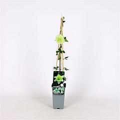 Clematis florida 'Alba Plena'