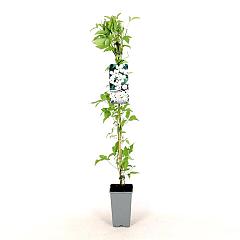 Clematis montana grandiflora