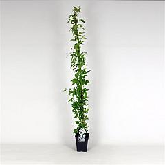 Clematis mont. 'Alba'