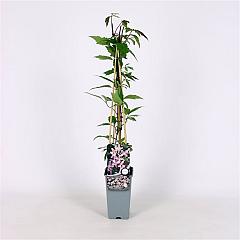 Clematis 'Elizabeth'