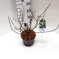 Clethra alnif. 'Rosea'