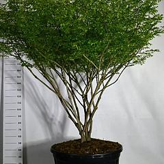 Euonymus alat. 'Compactus'