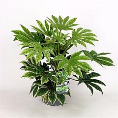 Fatsia japonica 'Spider's Web'