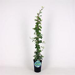 Hedera hel. 'Glacier'