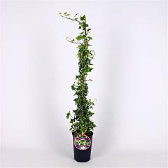 Hedera hel. 'Goldchild'