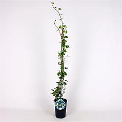 Hedera hel. 'Margin. Elegantissima'