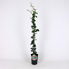 Hedera hel. 'Plattensee'