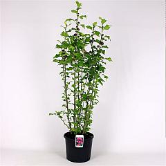 Hibiscus syr. 'Duc de Brabant'