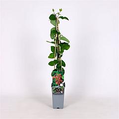 Lonicera brownii 'Dropmore Scarlet'